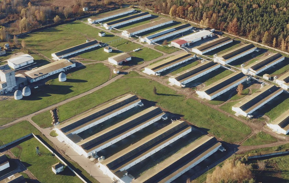 tavuk-kumesleri-nipel-suluklar