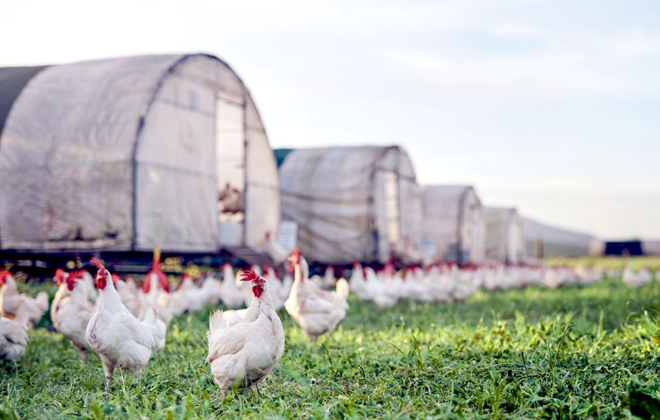 tavuk-kumesleri-tavuk-yemlikleri