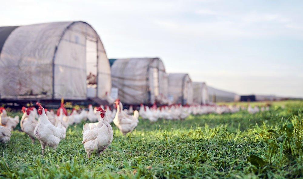 Nipple Drinker Systems in Poultry Houses