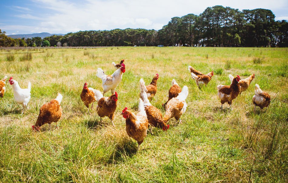 tavuk-kumesleri-tavuk-suluklari